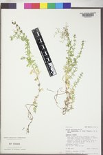 Galium mexicanum image
