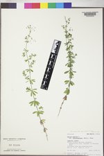 Galium mexicanum subsp. asperrimum image