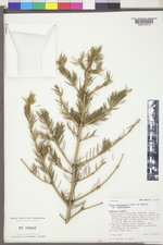Picea engelmannii var. engelmannii image