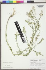Lepidium ramosissimum var. bourgeauanum image