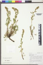 Artemisia laciniata image