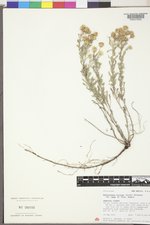 Heterotheca villosa var. nana image