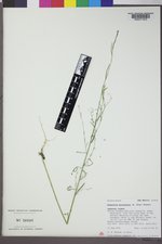 Pennellia micrantha image