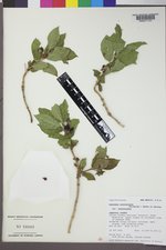 Lonicera involucrata image