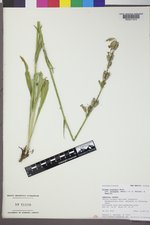 Silene scouleri subsp. pringlei image