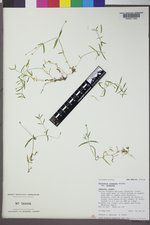 Stellaria longipes var. longipes image