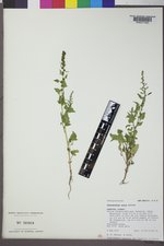 Chenopodium overi image