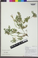 Corydalis aurea var. aurea image