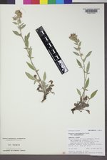Phacelia heterophylla var. heterophylla image