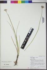 Allium geyeri var. geyeri image