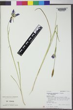 Calochortus gunnisonii var. gunnisonii image