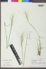 Elymus elymoides subsp. brevifolius image