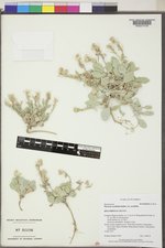 Physaria acutifolia image