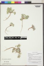 Physaria saximontana var. saximontana image