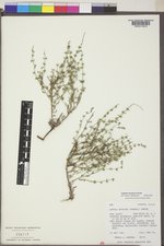 Echinospermum montanum image