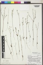 Echinospermum montanum image