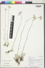Antennaria rosea subsp. arida image