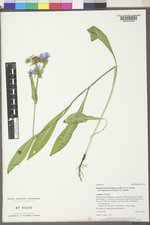Symphyotrichum foliaceum var. apricum image