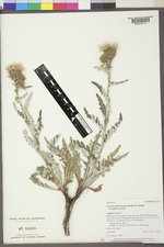 Cirsium pulcherrimum image