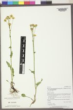 Packera dimorphophylla var. dimorphophylla image