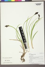 Carex scopulorum var. scopulorum image