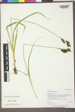 Carex raynoldsii image