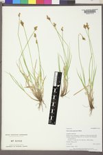 Carex praeceptorum image