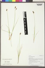 Carex macloviana image