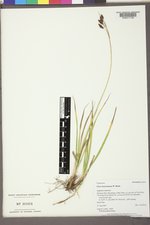 Carex epapillosa image