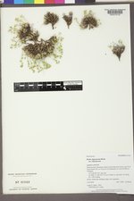 Draba oligosperma var. oligosperma image