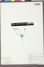 Physaria montana image