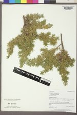 Juniperus communis var. depressa image