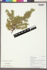 Juniperus communis var. depressa image