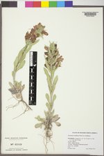 Penstemon eriantherus image