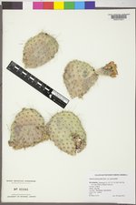Opuntia polyacantha var. polyacantha image