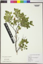 Rhus trilobata image