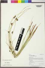 Juncus balticus subsp. balticus image