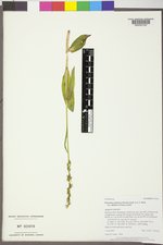 Platanthera dilatata image