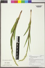 Platanthera dilatata var. albiflora image