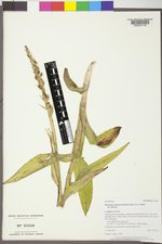 Platanthera dilatata image