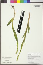 Platanthera dilatata var. dilatata image