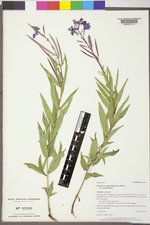 Chamaenerion angustifolium subsp. angustifolium image