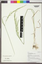 Poa secunda subsp. juncifolia image