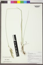 Poa secunda subsp. juncifolia image