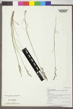 Poa abbreviata subsp. pattersonii image