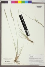 Poa secunda subsp. secunda image