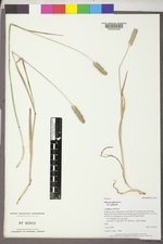 Phleum alpinum image