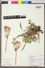 Eriogonum umbellatum var. majus image