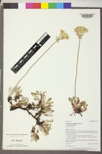 Eriogonum umbellatum var. majus image