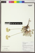 Eriogonum umbellatum var. majus image